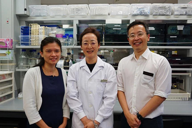  ​(From left) Associate Professor Andrea Low, Dr Fan Xiubo and Associate Professor Ng Chin Teck are part of the SGH research team which found that restoring the balance of a protein in blood could help in the treatment of lupus. PHOTO SINGAPORE GENERAL HOSPITAL