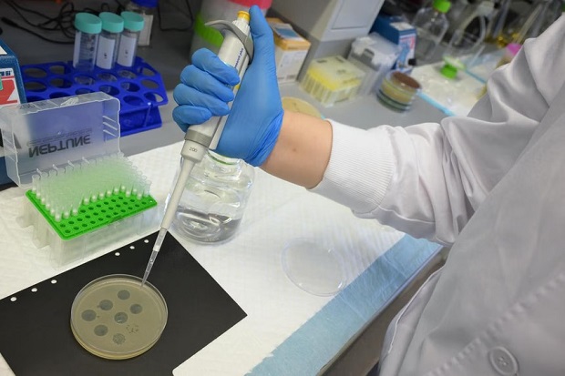  ​Phages are highly host-specific, targeting only the harmful bacteria they are programmed to eliminate and leaving other bacteria alone.ST PHOTO NG SOR LUAN 