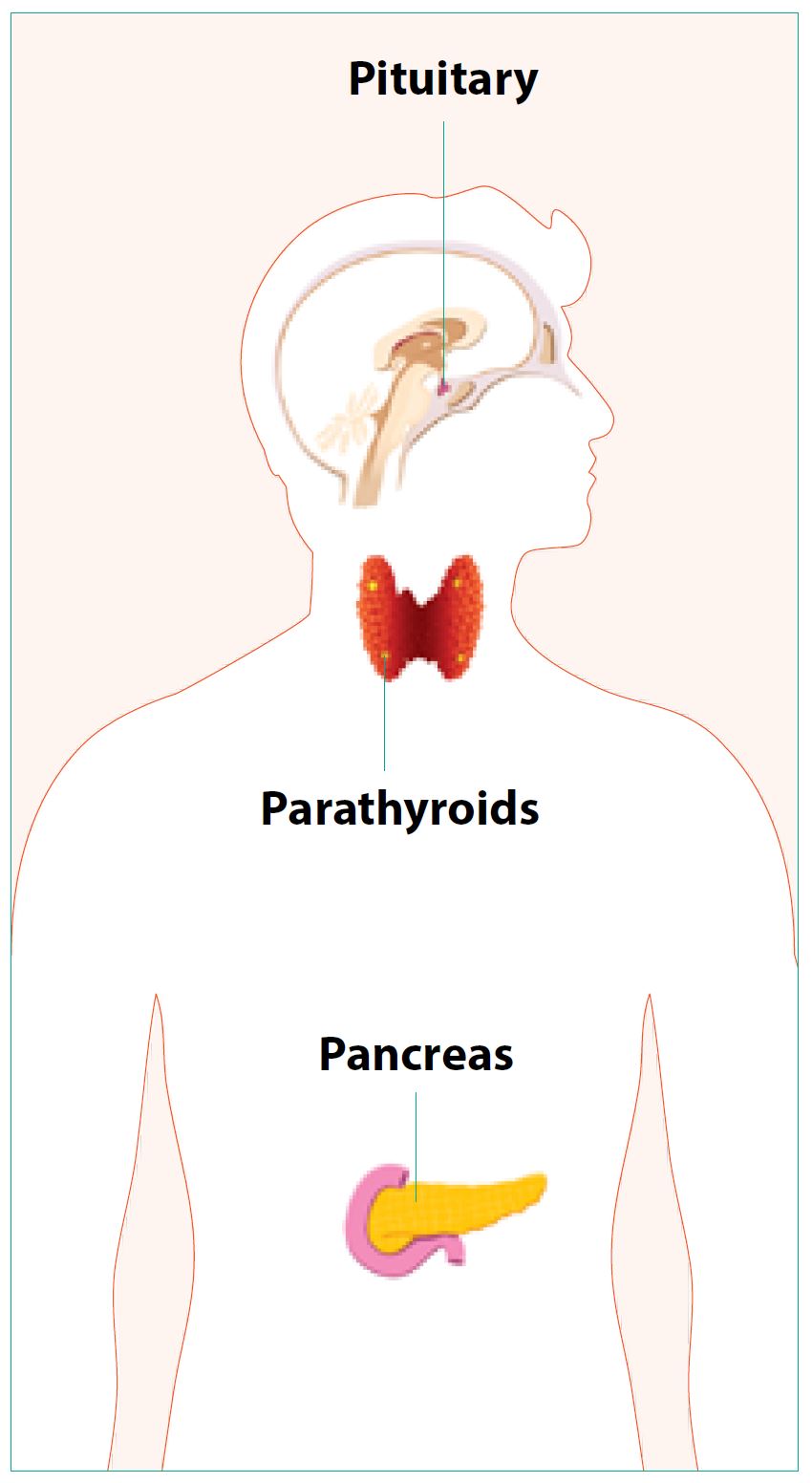 Glands of the endocrine system