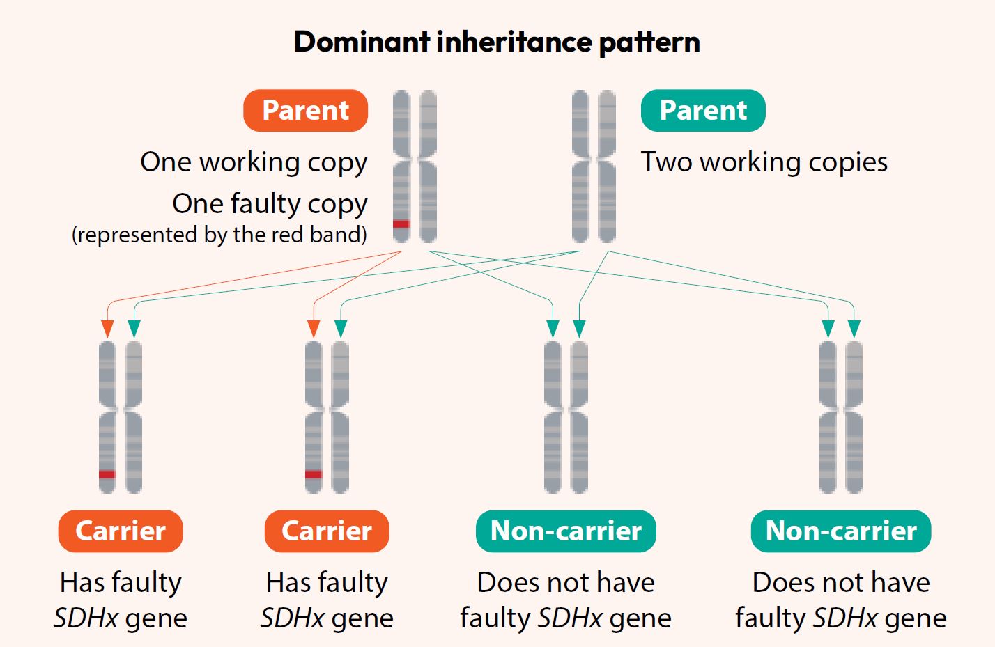 Hereditary Paraganglioma-Phaeochromocytoma Syndrome - Dominant Inheritance Pattern