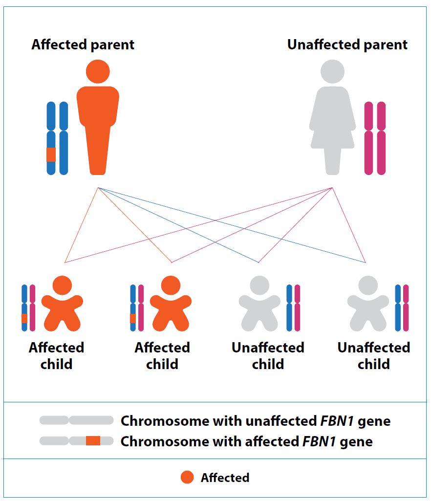 Is MFS inherited?