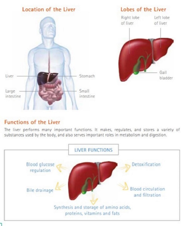 parts of the liver that is being affected by liver cancer