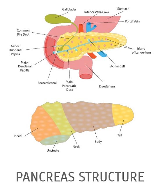 pancreas structure - pancreatic cancer conditions & treatments