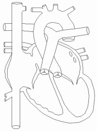 Blood circulation in a heart with an Atrial Septal Defect (ASD) - KKH