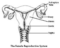 Pap Smear Screening and Treatment for Pre-Cancer of the Cervix at KKH