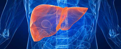 Fatty liver (NAFLD) occurs when excess fat builds up in the liver | SingHealth