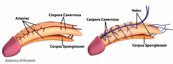 anatomy of penis without erectile dysfucntion