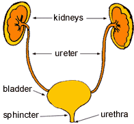 Urinary system Singapore General Hospital